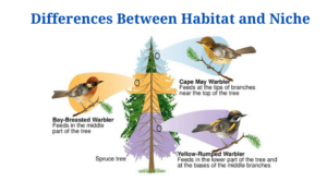 Habitat Vs Niche: Definition, 15+ Differences, Examples