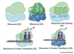 Ribosomes: Definition, Structure, Types, Functions and Diagram