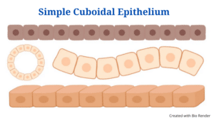 Structure of the Simple Cuboidal Epitheliu
