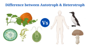 Difference between Autotroph and Heterotroph