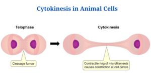 Cytokinesis in animal cells