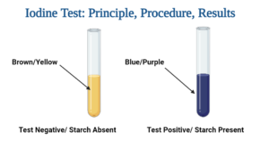 Iodine Test: Definition, Objective, Principle, Procedure, Results