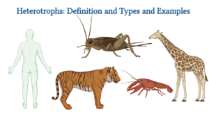 Heterotrophs: Definition and Types and Examples