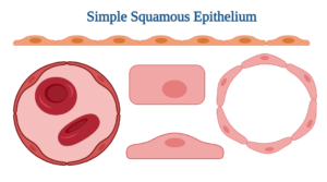 Simple Squamous Epithelium: Functions, Location, Examples, Structure