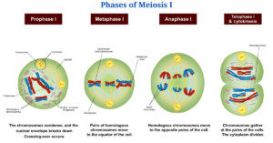 Phases of Meiosis I