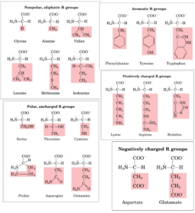 Nutritional categorization of amino acids