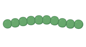 Streptococci