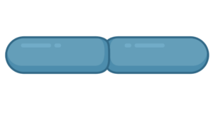 Diplobacilli