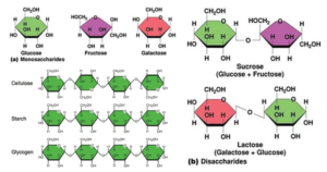 Carbohydrates: Monosaccharides, Disaccharides, Polysaccharides