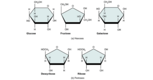 Monosaccharides – Structure, Properties and Examples