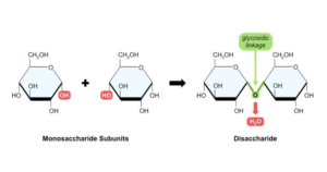 Disaccharides - Structure, Properties, and Examples 