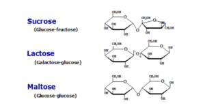 Disaccharides - Structure, Properties, and Examples 