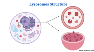 Lysosomes: Definition, Structure, Functions and Diagram