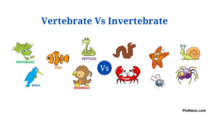 Differences Between Vertebrate And Invertebrate 