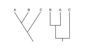 Cladograms in various styles