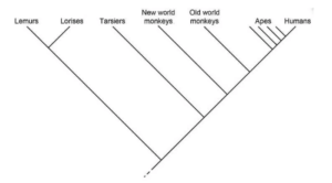Primates' cladogram