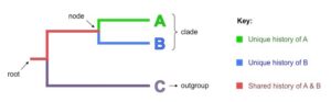 Features of a cladogram