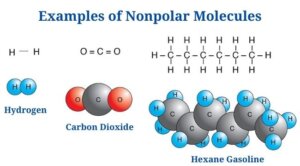 Nonpolar Molecule Examples