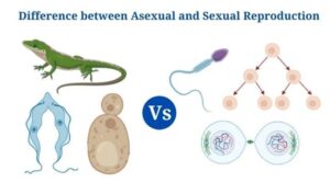 Asexual Vs Sexual Reproduction: Overview, 18+ Differences, Examples