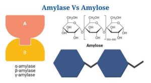 Amylase Vs Amylose: Definition, Differences, Example