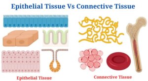 Epithelial Tissue Vs Connective Tissue: Definition, 16+ Differences, Examples