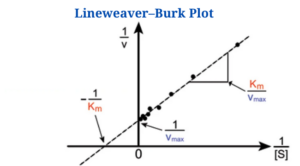 Lineweaver–Burk Plot