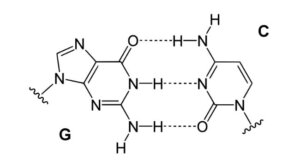 DNA hydrogen bonding