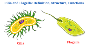Cilia and Flagella: Definition, Structure, Functions and Diagram