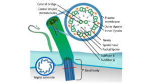 Flagella and Cilia structure