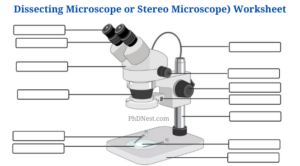 Dissecting microscope (Stereo microscope) Worksheet