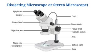 Dissecting Microscope Parts (Stereo microscope)