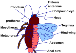Cockroach: Morphology and Anatomy of Cockroach