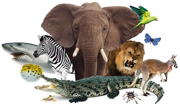 Animal Kingdom: Classification, Characteristics, Examples
