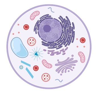 Cell Biology- PhD Nest