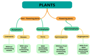 Plant Kingdom: Classification, Characteristics, Examples - PhD Nest
