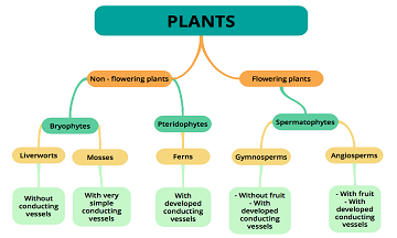 Plant Kingdom: Classification, Characteristics, Examples