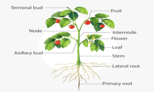 Plant Morphology : Root, Stem, Leaves, Flower, Seed with Example Plant Morphology