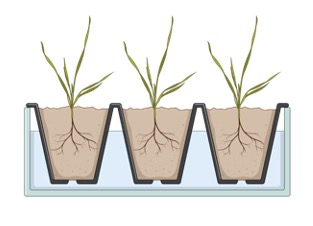 Plant Physiology- PhD Nest