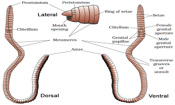 What are Seven Organ Systems of the Earthworm ? Seven Organ Systems of the Earthworm: Earthworms need damp soil to keep their skin moist. Earthworms are simple creatures that pack a powerful environmental punch. They live  in moist soil, digging tunnels that aerate the soil for plants and processing vegetation through their digestive systems to turn it into nutrients for the plant roots. Earthworms do all this with basic organ systems.