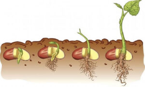 Plant Growth and Development : Definition, Diagram, Phases, Growth Rate