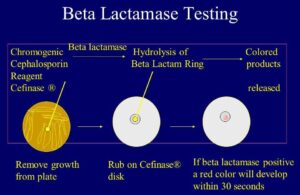 Beta Lactamase Test: Objective, Principle, Procedure, Results, Limitations