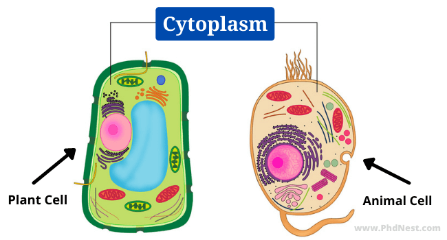 Cytoplasm: Definition, Structure, Functions, Diagram, Properties