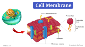 Cell Membrane: Definition, Structure, Diagram, Composition, And Functions