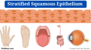 Stratified Squamous Epithelium: Location, Structure, Functions, Examples