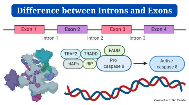 Introns And Exons: Definition, Differences, Example