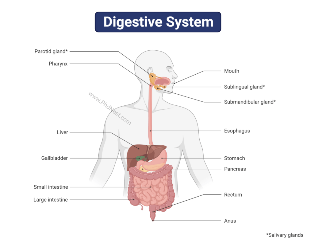 Digestive System: Definition, Diagram, Process, Function, Digestive ...