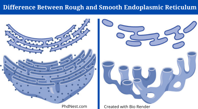 Rough vs Smooth Endoplasmic Reticulum: Definition,13+ Differences, Examples  - PhD Nest