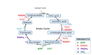 Krebs Cycle or Tricarboxylic Acid Cycle or TCA Cycle 
