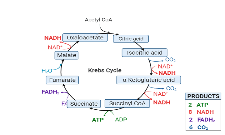 Krebs Cycle or Tricarboxylic Acid Cycle or TCA Cycle 