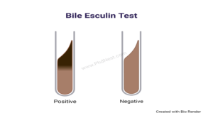 Bile Esculin Test: Objective, Principle, Procedure, Result, Uses, Limitations